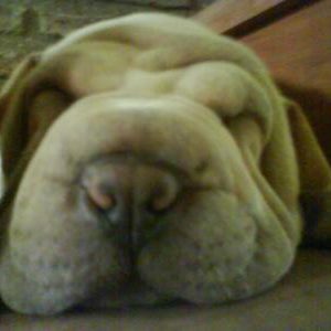 chupin cuadrile
