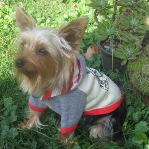 Ropa para Mascotas - Accesorios para perros y gatos