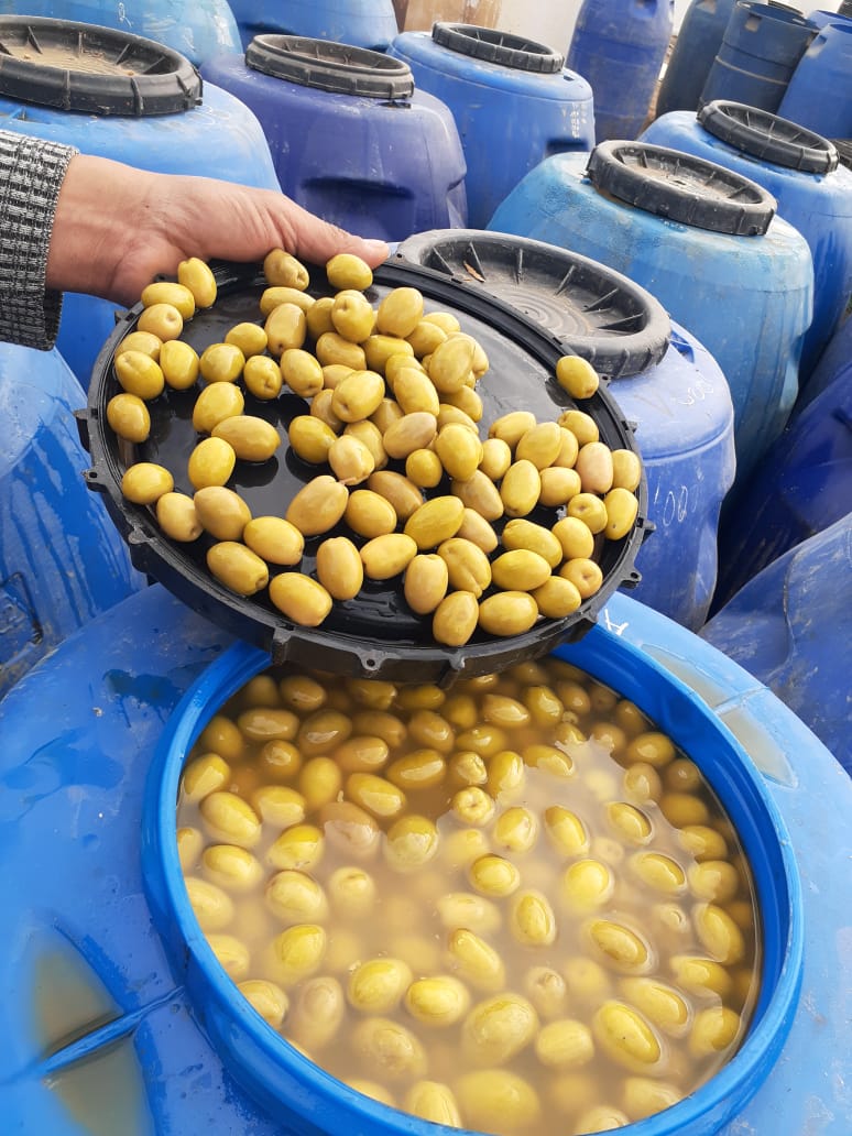 ACEITUNAS VERDES Y NEGRAS POR MAYOR SOY PRODUCTOR - Imagen 7