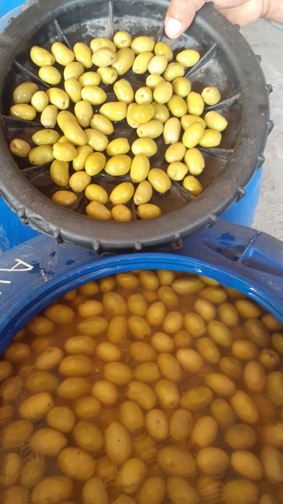 ACEITUNAS VERDES Y NEGRAS POR MAYOR SOY PRODUCTOR - Imagen 4