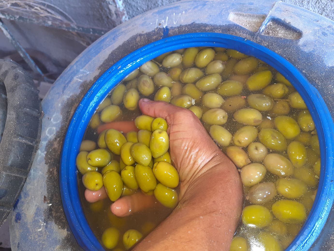 ACEITUNAS VERDES Y NEGRAS POR MAYOR SOY PRODUCTOR - Imagen 5
