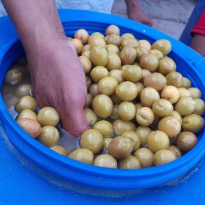 ACEITUNAS VERDES Y NEGRAS POR MAYOR SOY PRODUCTOR